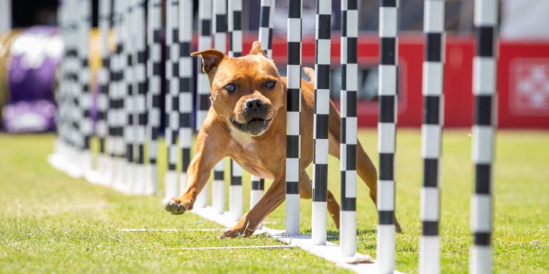 The Incredible Dog Challenge Articles Purina US