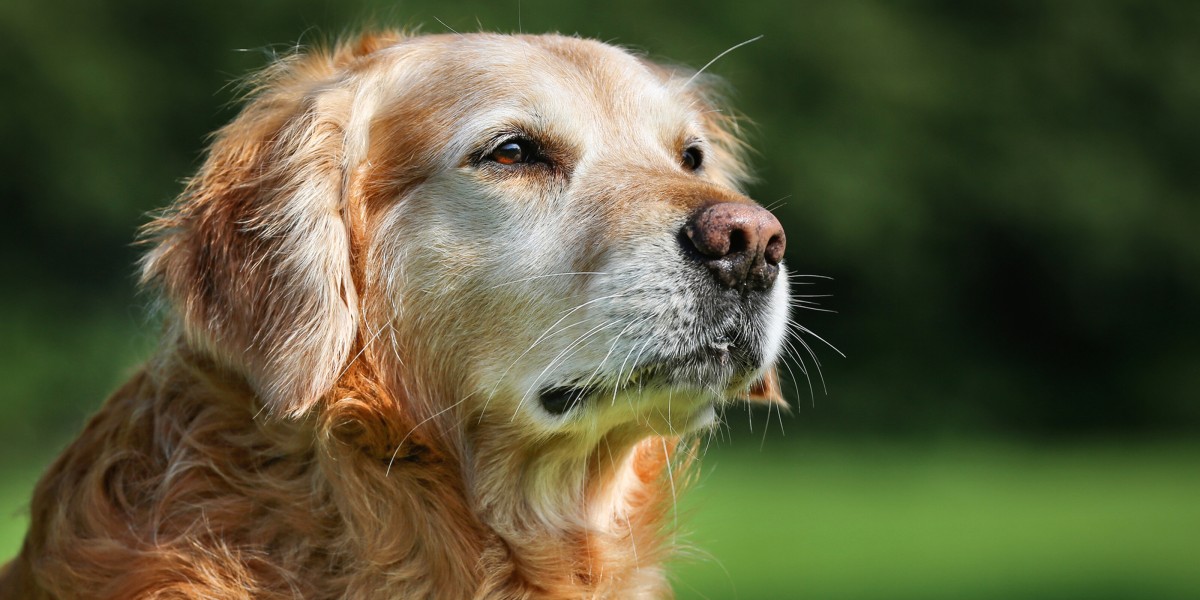 Geriatric shops dog food