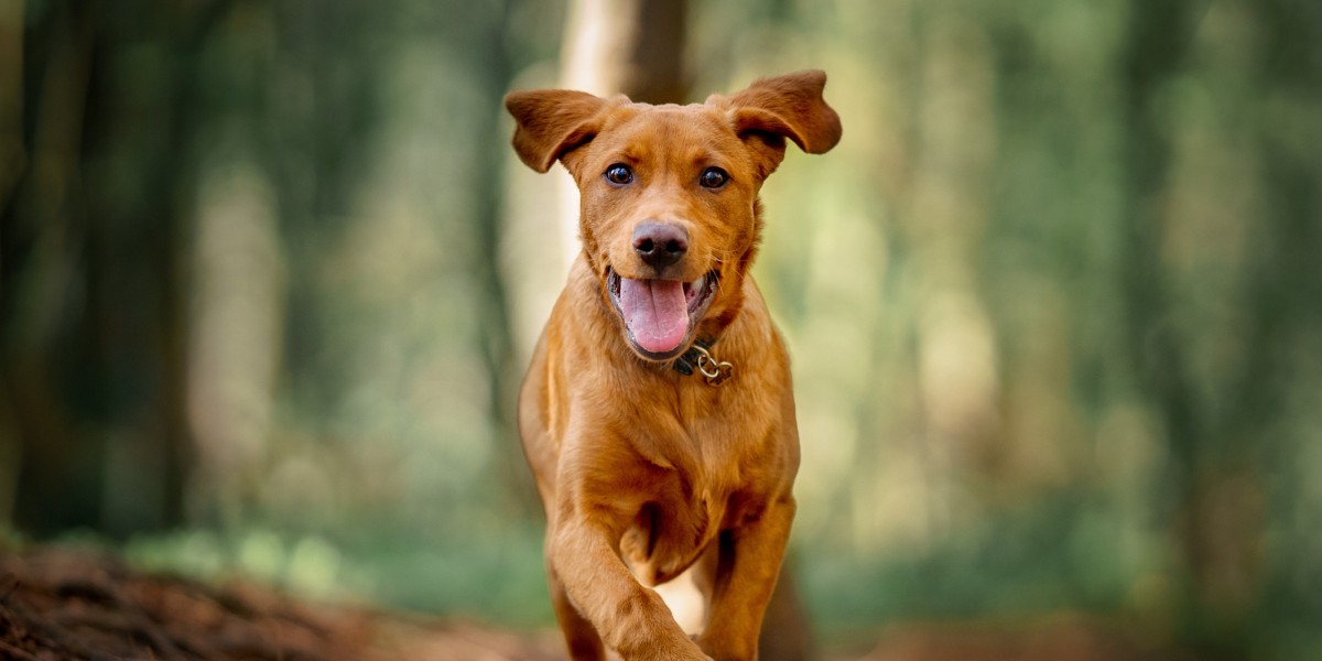 Benefits of High Protein Dog Food Purina US