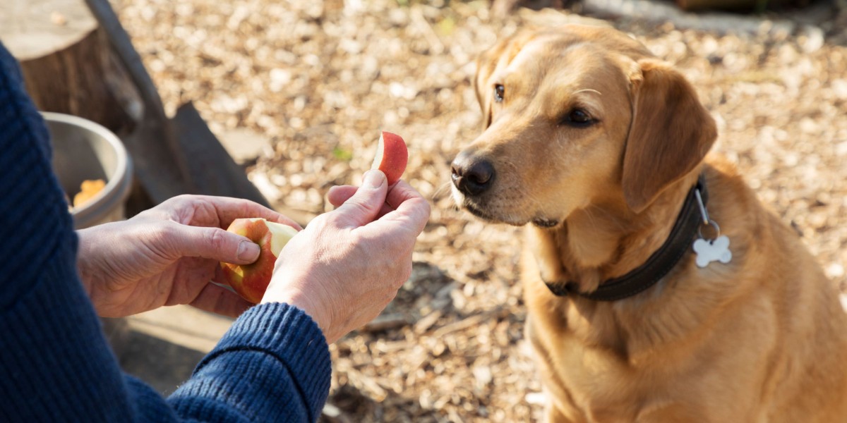 Apples and dogs fashion health