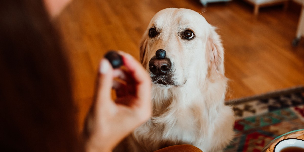 Fashion can puppies have blueberries