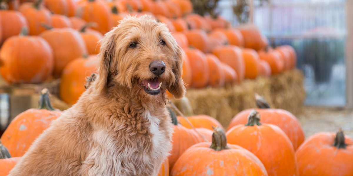 Feeding dog canned pumpkin hotsell