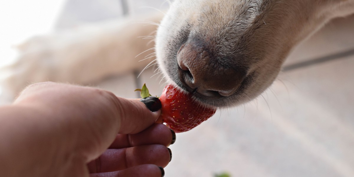 Can my dog eat strawberries best sale