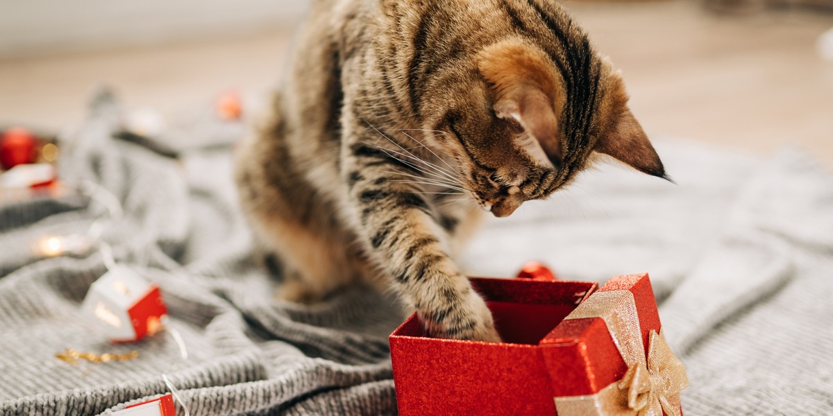 Holiday cat treats best sale