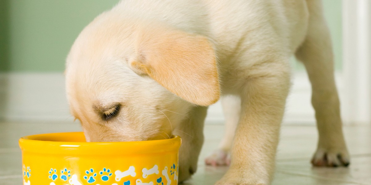 How much wet food should a puppy eat best sale