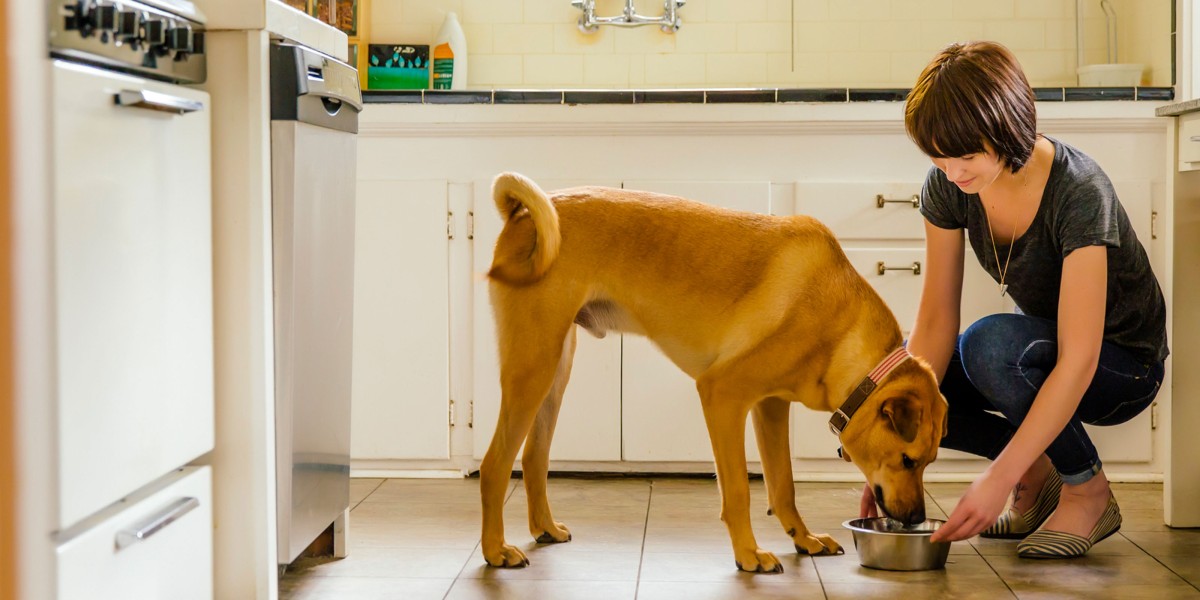 Is Your Dog Underweight How to Get Your Dog Gain Weight Purina US