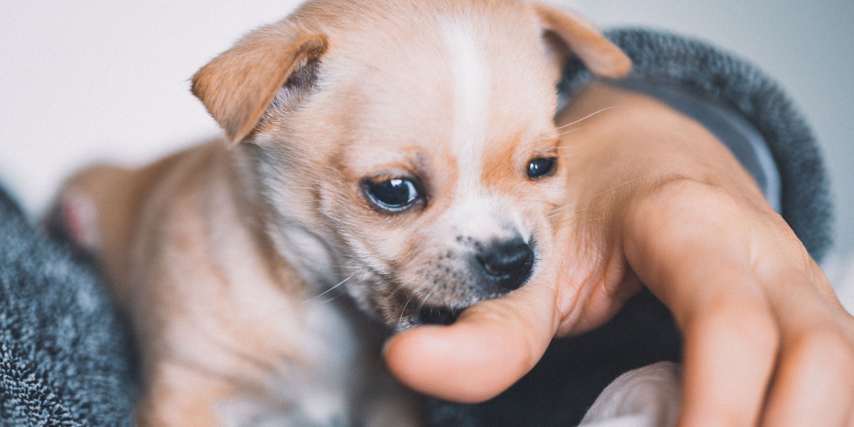 S puppy shops chewing