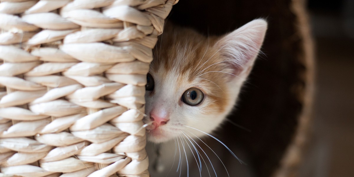 New Kitten Checklist What Does a Kitten Need Purina