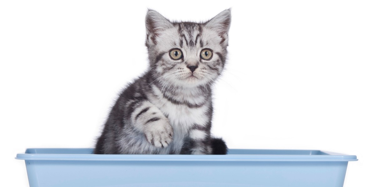 Reasons Why Cats Don t Cover Their Poop Litter Box Tips Purina US