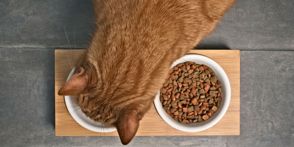 DIY Elevated Cat Feeding Bowl Purina US