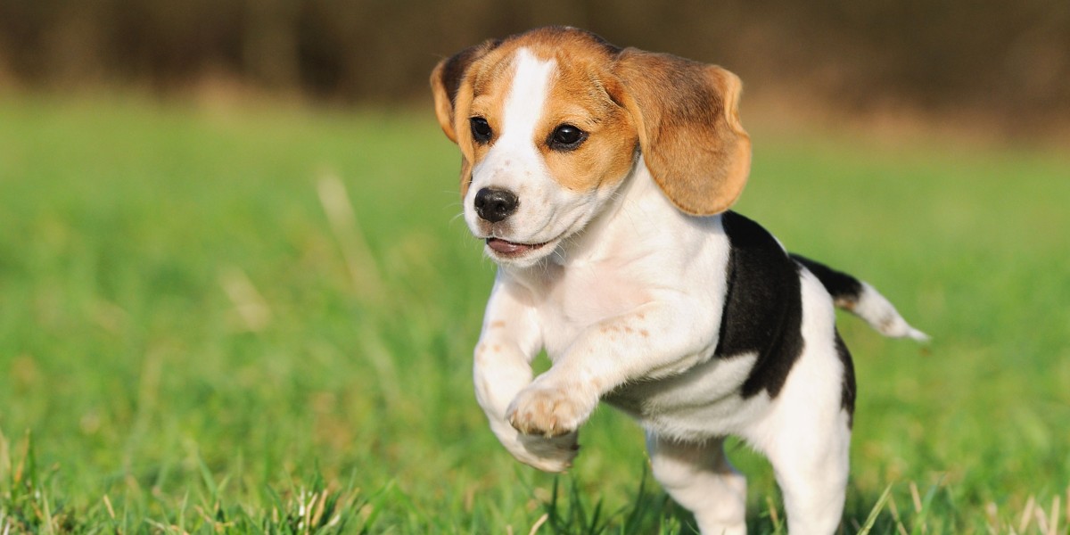 How much dry food to feed a puppy best sale