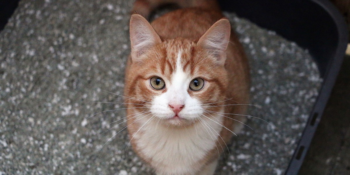 Are Cats Territorial About Their Litter Box Purina US