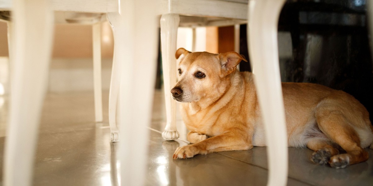 Dogs afraid of thunderstorms best sale