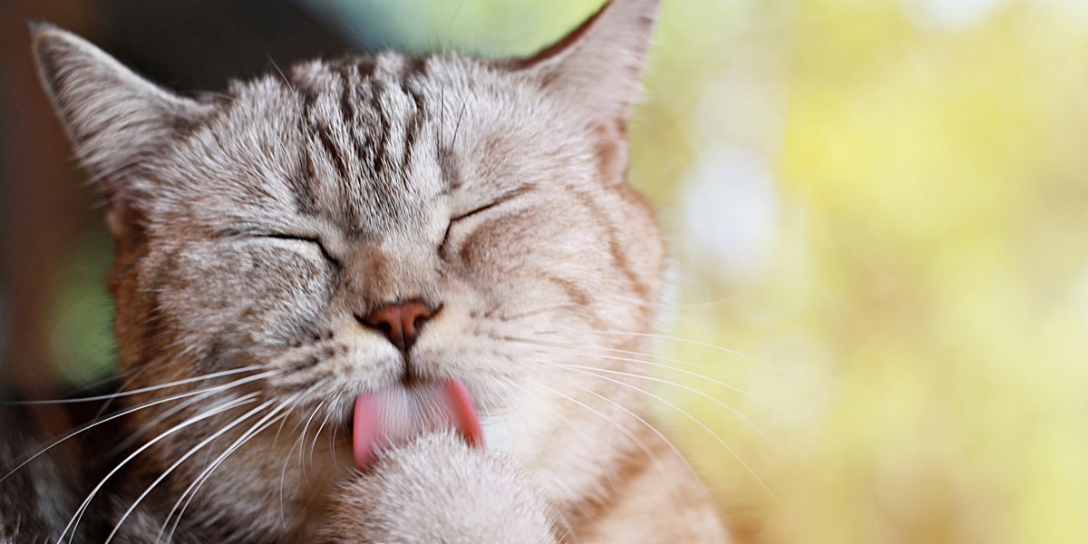 Hot Spots on Cats Causes Symptoms Treatments Purina