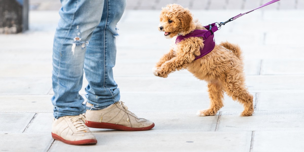 How to Stop Puppy from Jumping Purina