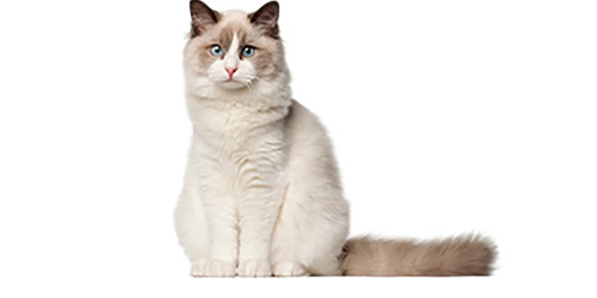 Best dry food for ragdoll cats best sale