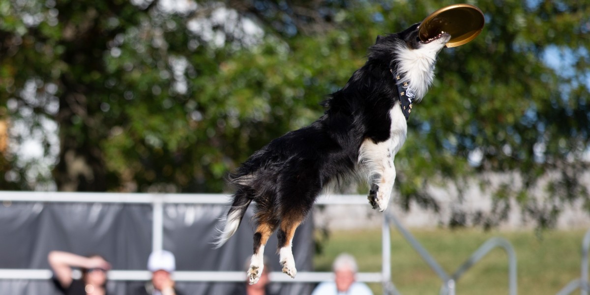 Disc dog competition hotsell