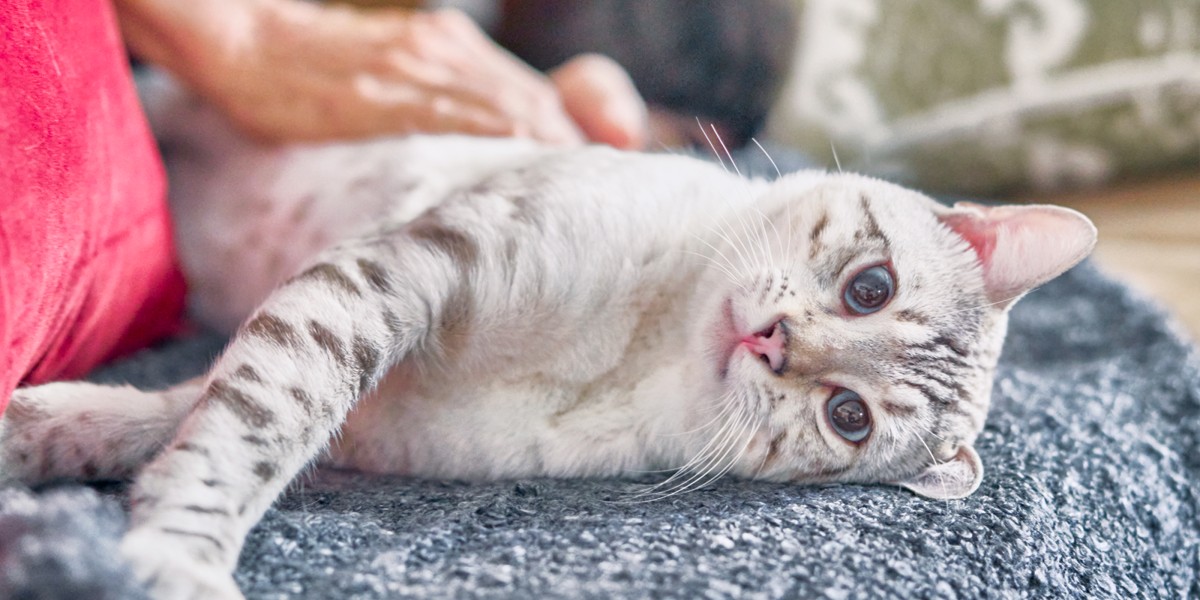 Cat Getting Hairballs Throwing Up What You Should Know Purina