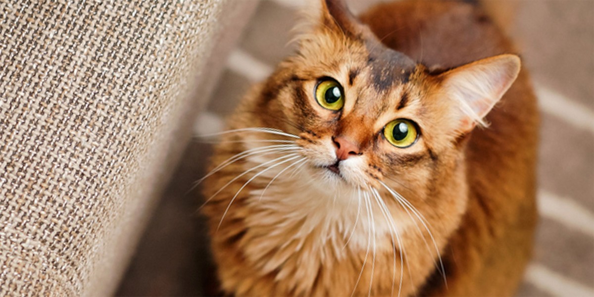 Understanding Cat Asthma Litter for Cats with Asthma Purina