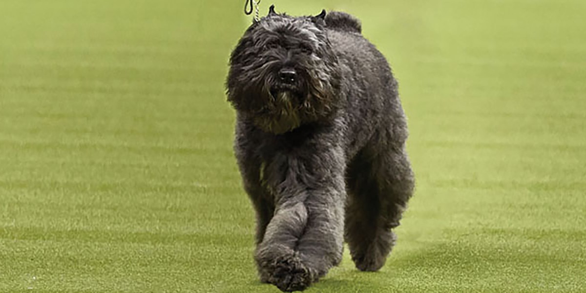 Purina farms dog show 2019 best sale