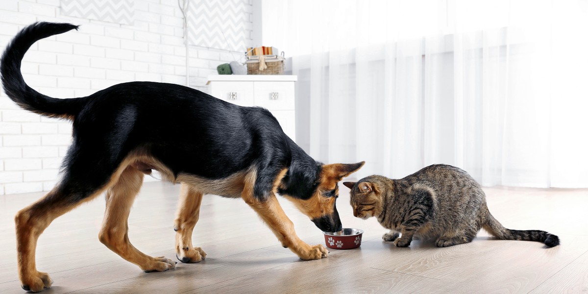 Is cat food ok for dogs to eat best sale