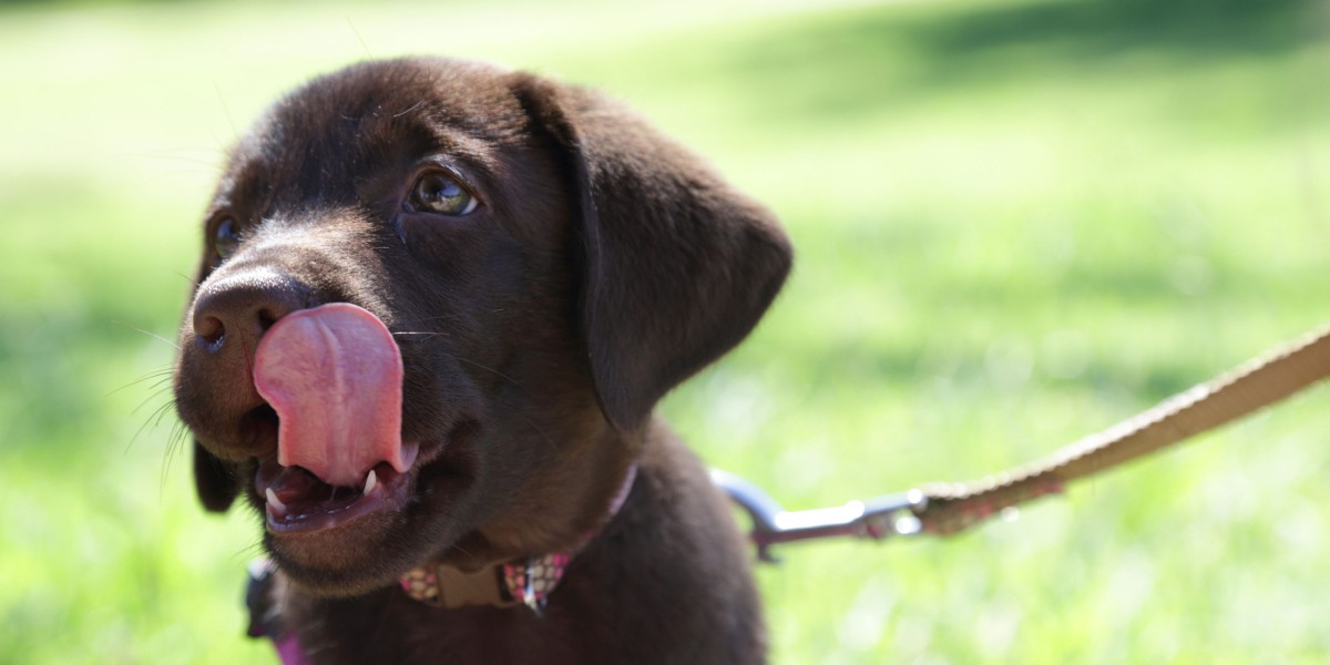 Can Puppies Have Treats Purina US