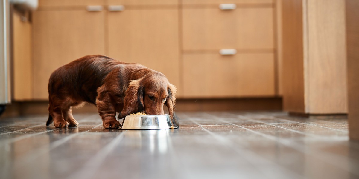 When fashion can puppies eat hard kibble