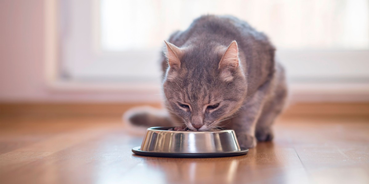 Best indoor cat food best sale