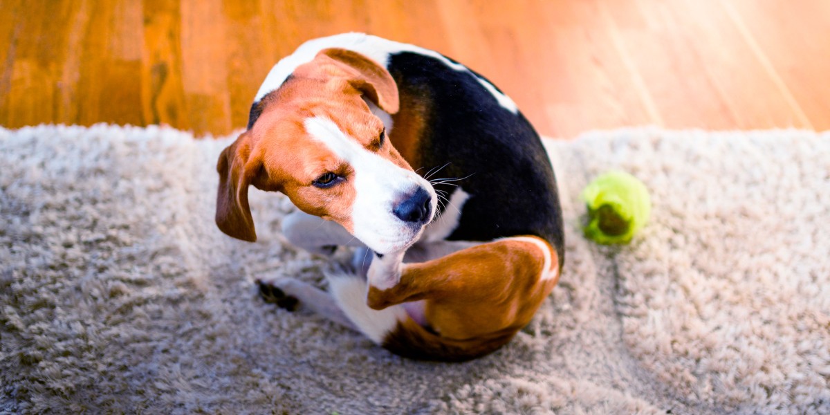 Shops beagle skin allergies