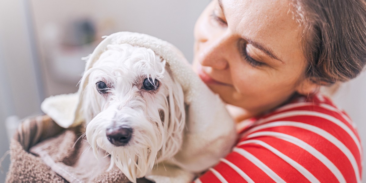 How Often Should You Bathe Your Dog Purina US