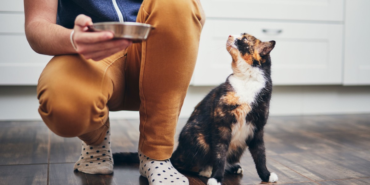 Free Feeding vs. Schedule Feeding Cats Purina US