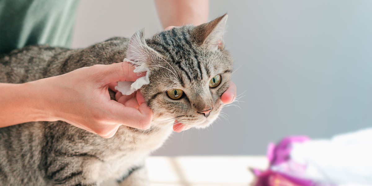 How to Clean Your Cat s Ears Purina US