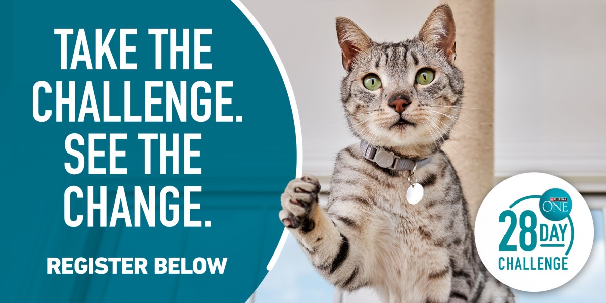 Register Your Cat for the Purina ONE 28 Day Challenge Purina US