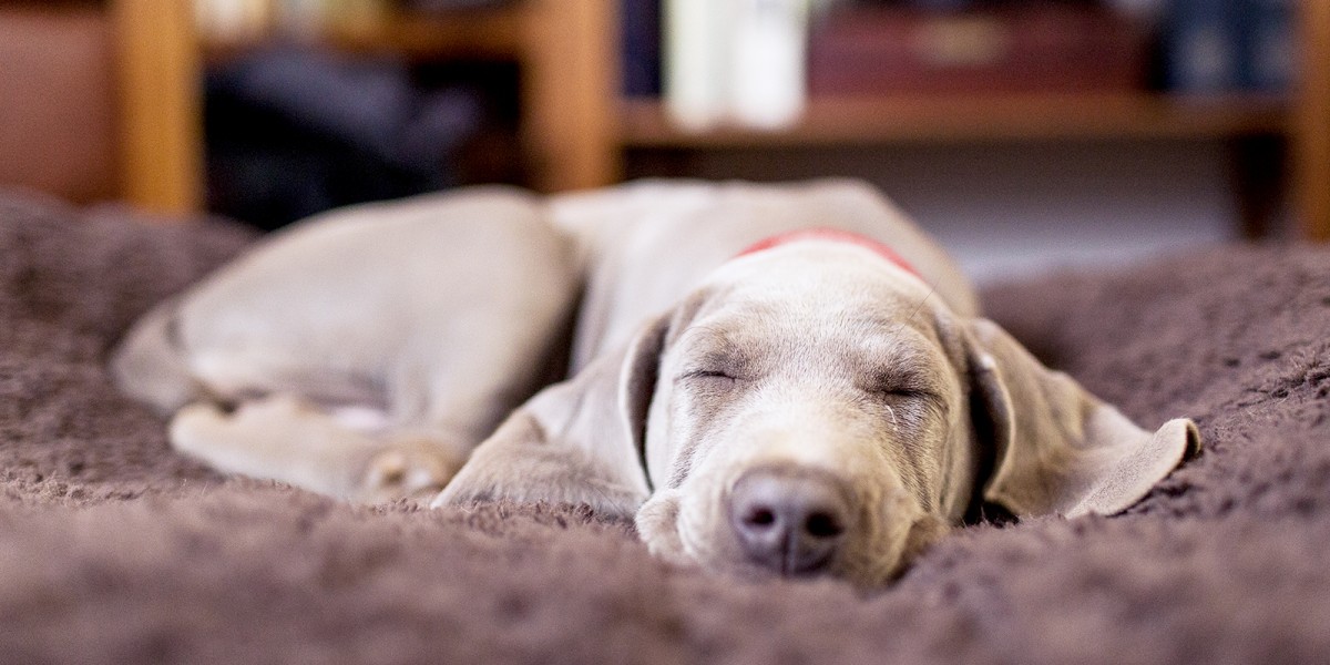 Potty training an older dog in house best sale