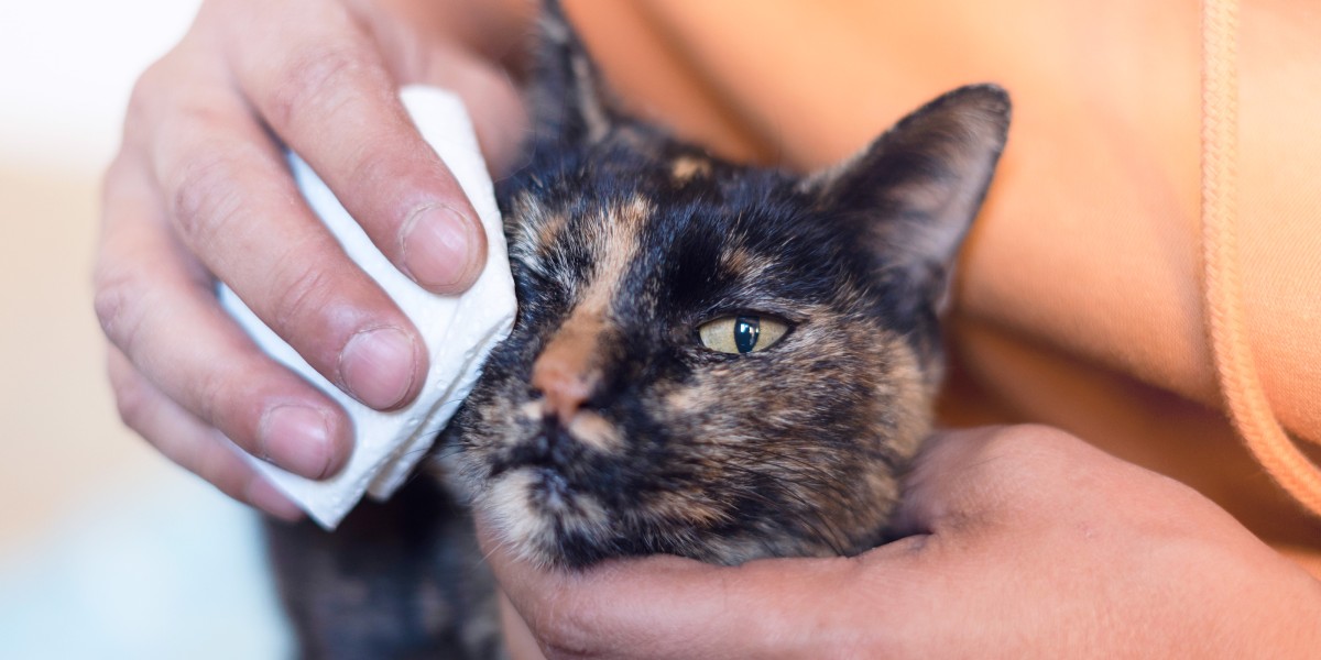 Cat Eye Infections Symptoms Treatment Options Purina US