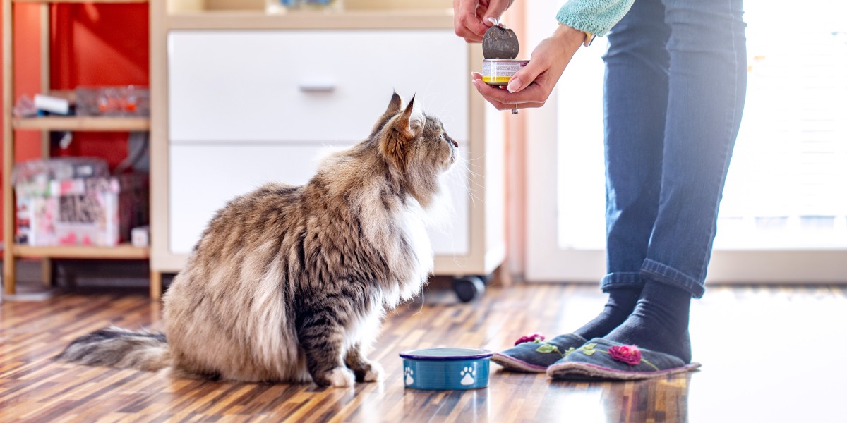 How Long Can Cats Go Without Food When to Be Concerned Purina US