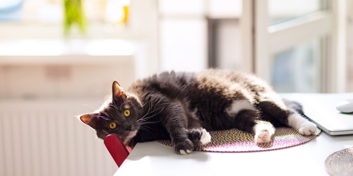 Can Cats Eat Bread Read Before You Feed Purina US