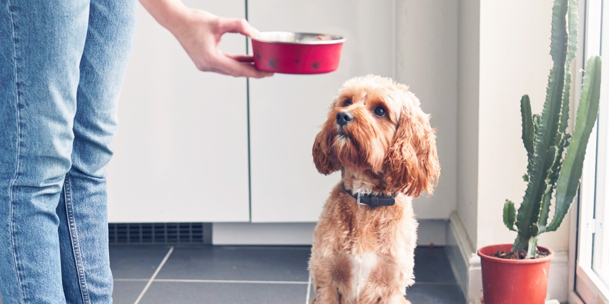 Feeding dog canned tuna hotsell