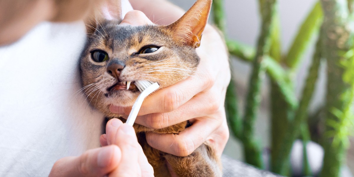 How to Brush Your Cat s Teeth Purina US