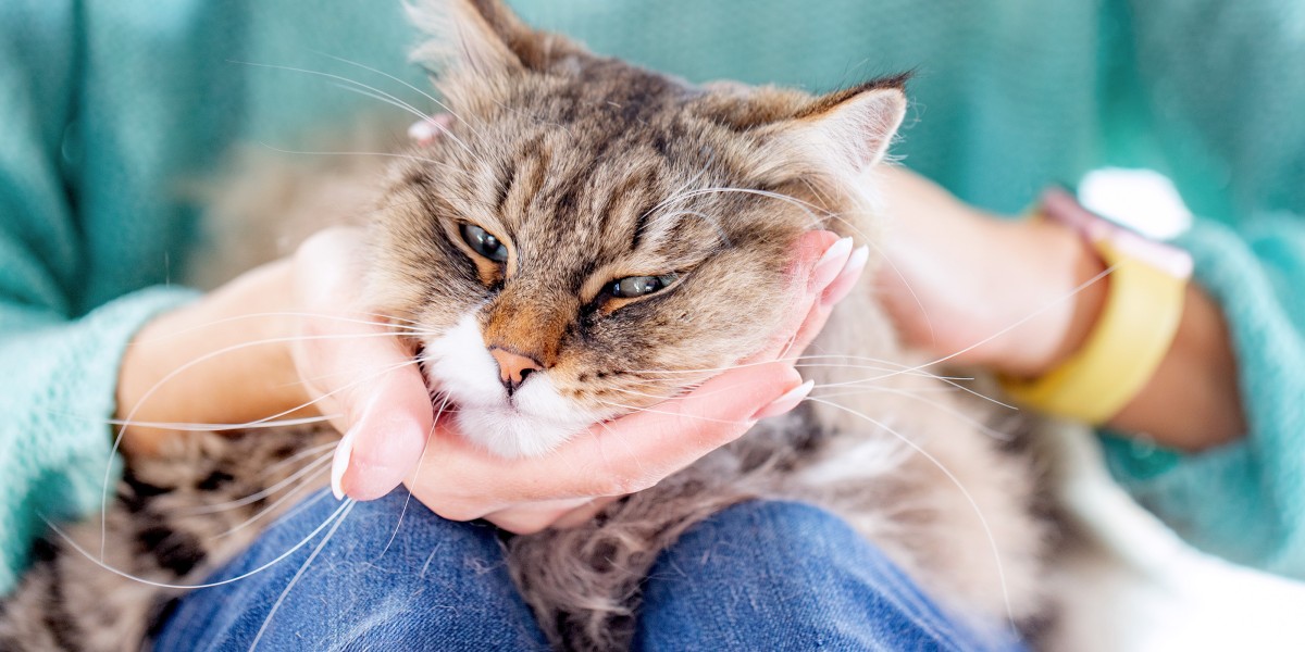 Shedding control fashion cat food