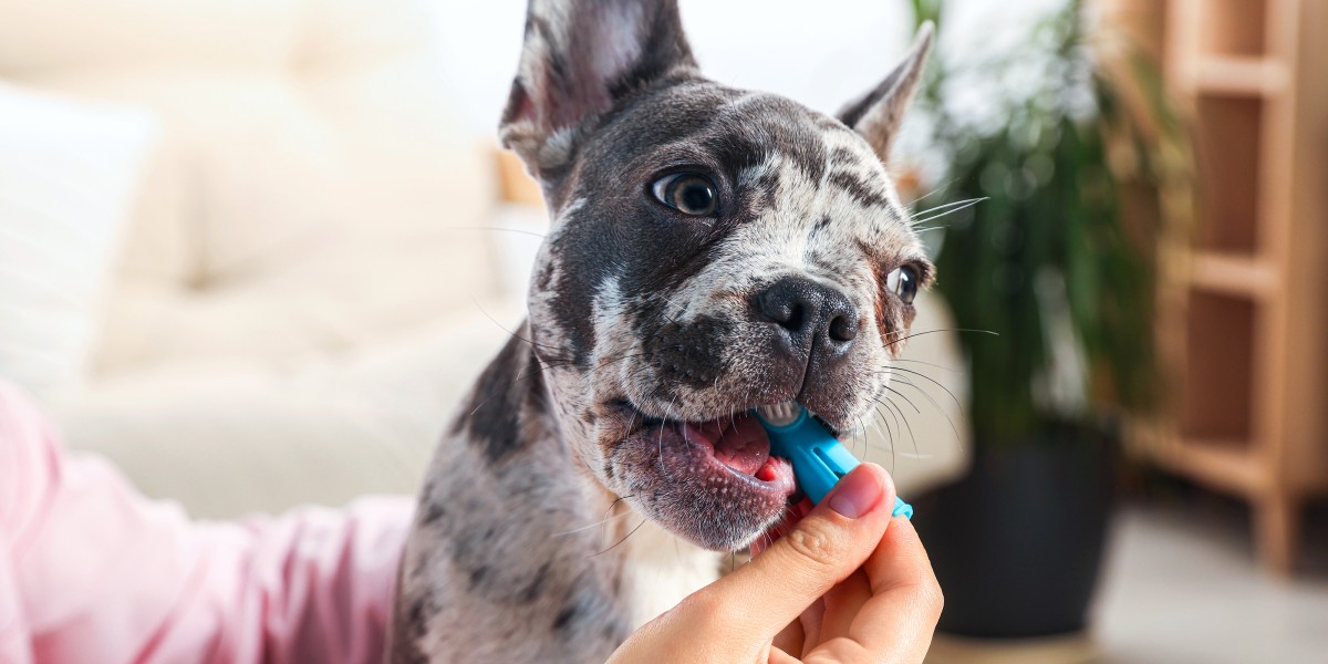 How to Brush Your Dog s Teeth Purina US