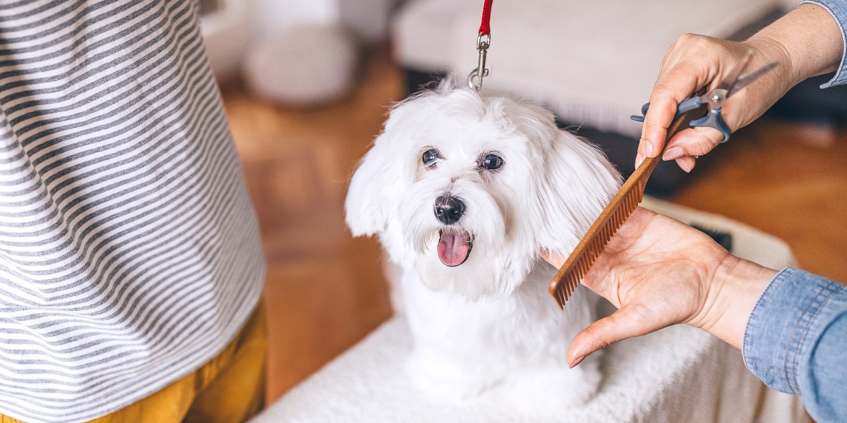 Dog shops grooming haircuts