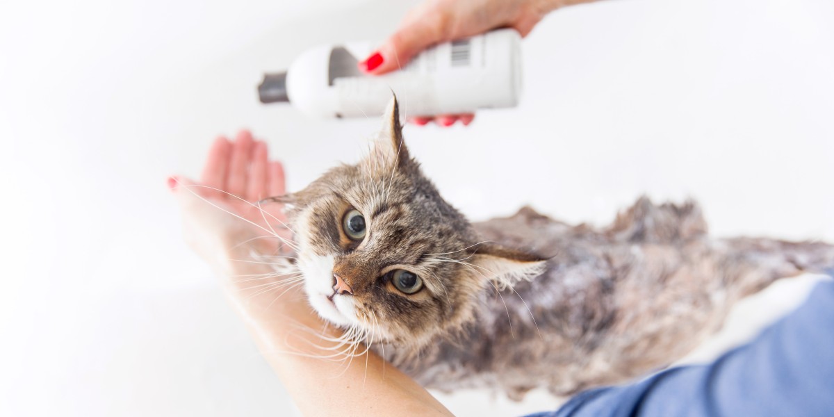 Can i use cat shampoo on my dog hotsell