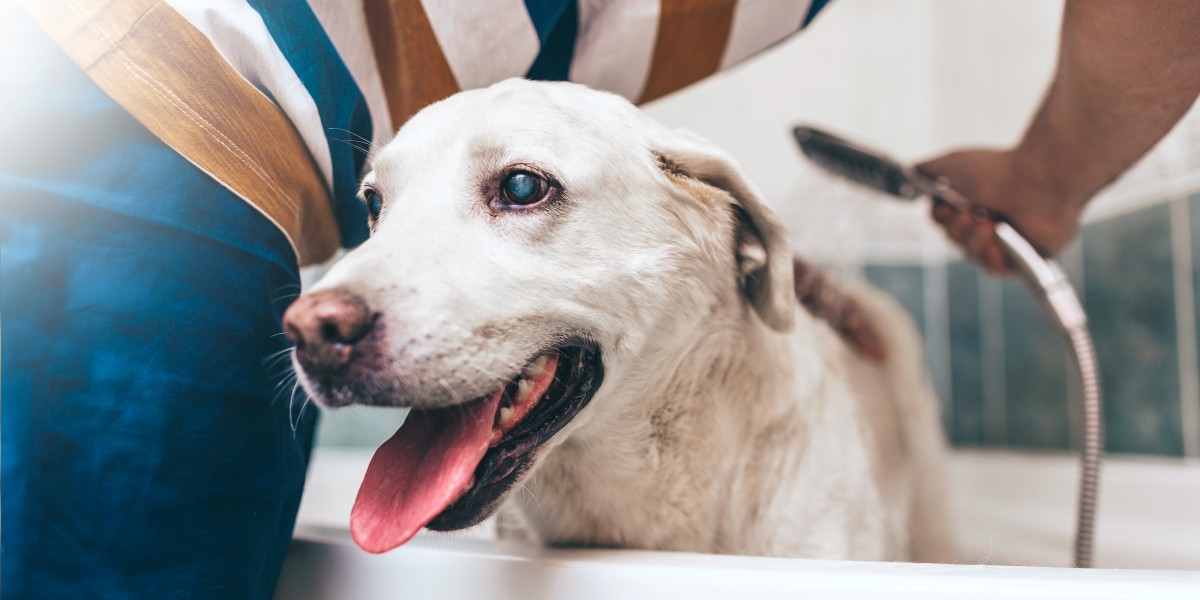 Can you give a dog a bath with regular shampoo best sale