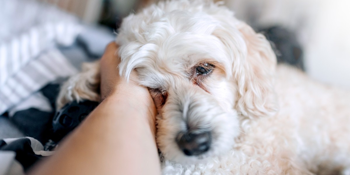 Best dry dog food for tear stains best sale