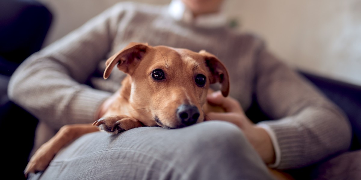 Shops caring for a deaf dog