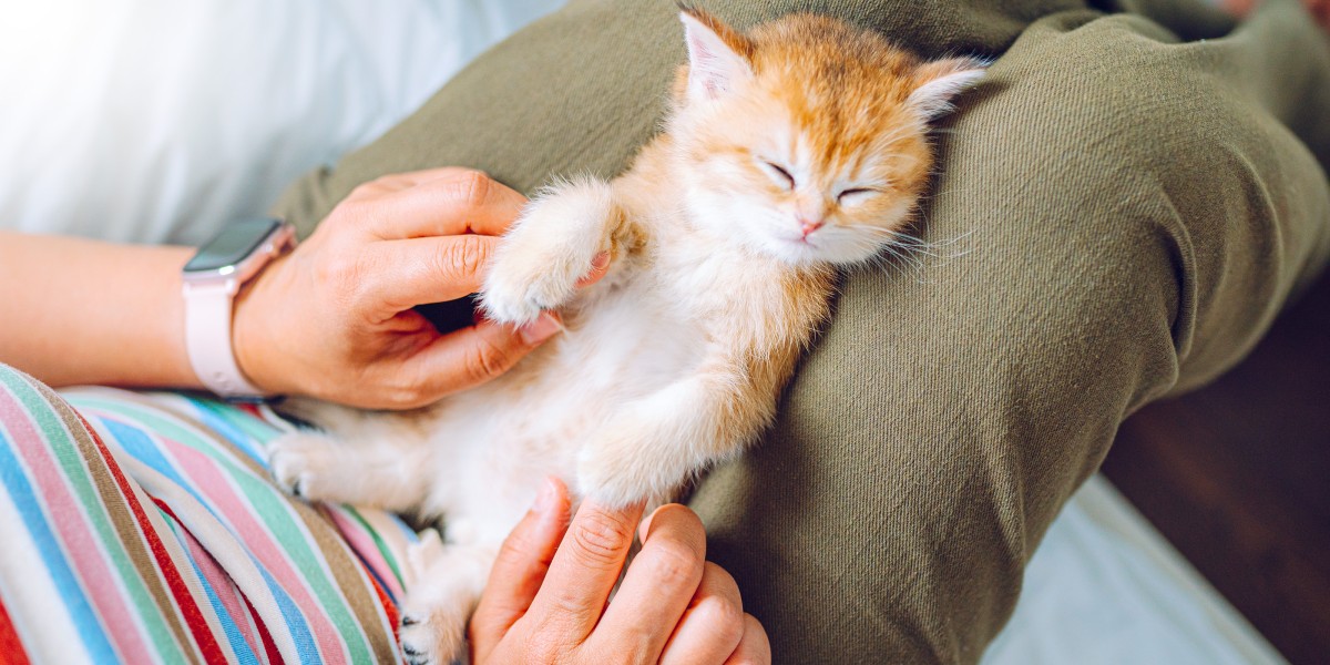 Kitten not eating and throwing up best sale