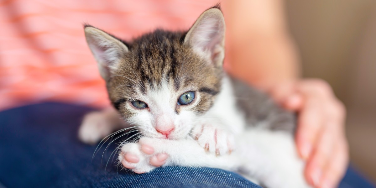 Sickness in Kittens Common Kitten Illnesses Purina US