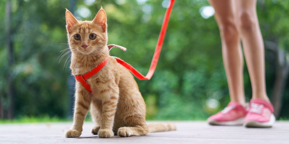 Cat Training How to Leash Train a Cat Purina US