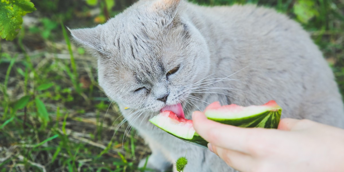 Cats eat fruit hotsell